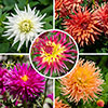 Dahlia Cactus Mixed Dahlia Cactus Mixed