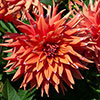 Dahlia Cactus Mixed Dahlia Cactus Mixed