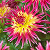 Dahlia Cactus Mixed Dahlia Cactus Mixed