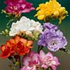 Freesias Bulb Collection