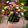Freesias Bulb Collection