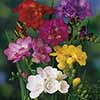 Freesias Bulb Collection