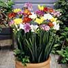 Freesias Bulb Collection