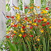 Crocosmia Montbretia Collection Crocosmia Montbretia Collection