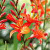 Crocosmia Montbretia Collection Crocosmia Montbretia Collection
