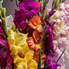 Glamorous Gladioli