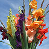 Glamorous Gladioli