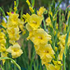 Glamorous Gladioli