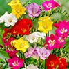 Freesia Single Corms Collection