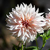 Dahlia Cafe au Lait