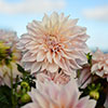 Dahlia Cafe au Lait