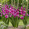 Gladioli Purple Art
