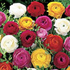 Mixed Colour Ranunculus