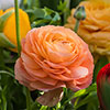 Mixed Colour Ranunculus