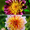 Dazzling Dahlia Collection
