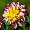 Dazzling Dahlia Collection