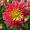 Dahlia Fringed Star Dahlia Fringed Star