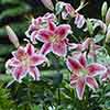 Mixed Fragrant Oriental Lilies