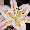 Mixed Fragrant Oriental Lilies