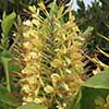 Hardy Ginger Lily - Hedychium