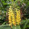 Hardy Ginger Lily - Hedychium