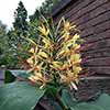 Hardy Ginger Lily - Hedychium