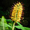 Hardy Ginger Lily - Hedychium