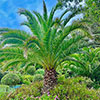 Phoenix canariensis Canary Island Date Palm