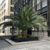 Phoenix canariensis Canary Island Date Palm