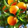 Citrus Orange Tree