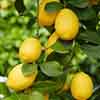 Citrus Lemon Tree