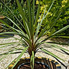 Cordyline australis