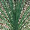 Cordyline australis
