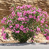 Oleander Pink Emilie Bush Oleander Pink Emilie Bush