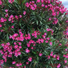 Oleander Pink Emilie Bush Oleander Pink Emilie Bush