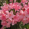 Oleander Pink Emilie Bush Oleander Pink Emilie Bush