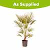 Chamaerops Humilis Fan Palm