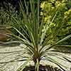 Pair of Cordyline australis