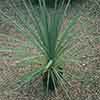 Pair of Cordyline australis