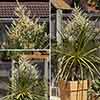Pair of Cordyline australis