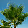 Mexican Fan Palm