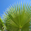 Mexican Fan Palm