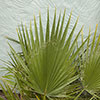 Mexican Fan Palm