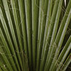 Mexican Fan Palm