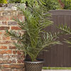 Phoenix canariensis Canary Island Date Palm Phoenix canariensis Canary Island Date Palm
