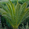 Phoenix canariensis Canary Island Date Palm Phoenix canariensis Canary Island Date Palm