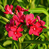 Oleander Red Jannoch Bush Oleander Red Jannoch Bush