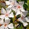 Oleander White Soeur Agnes Bush Oleander White Soeur Agnes Bush