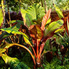 Red Abyssinian Banana Plant - Ensete ventricosum Maurelii Red Abyssinian Banana Plant - Ensete ventricosum Maurelii