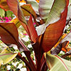 Red Abyssinian Banana Plant - Ensete ventricosum Maurelii Red Abyssinian Banana Plant - Ensete ventricosum Maurelii